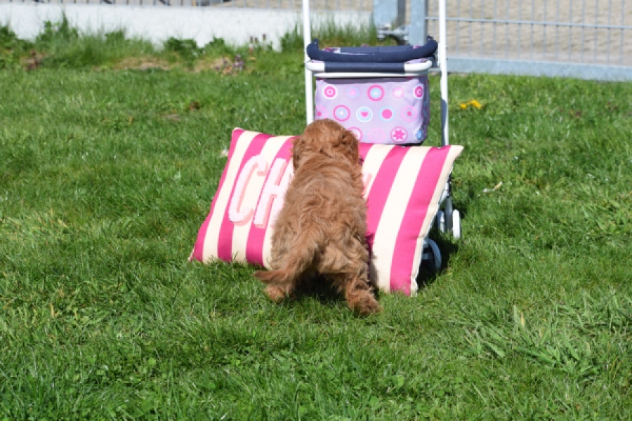 Cockapoo (teef) 24622