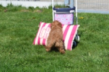 Cockapoo (teef) 24622