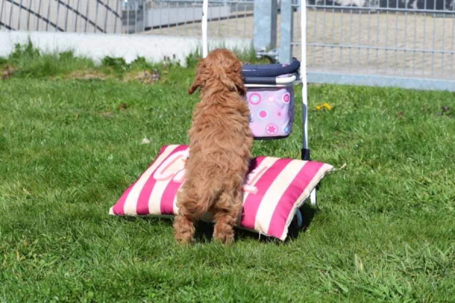 Cockapoo (teef) 24622