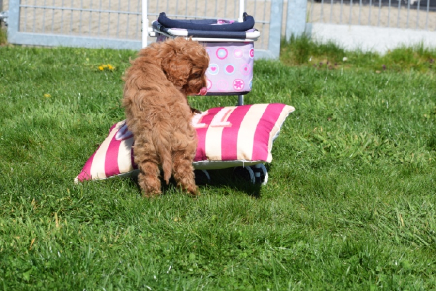 Cockapoo (teef) 24622