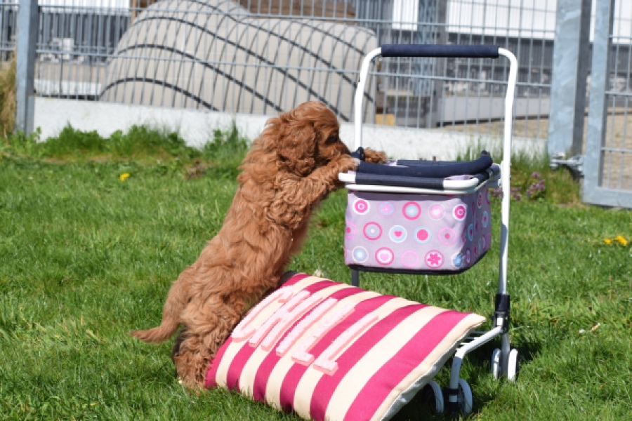 Cockapoo (teef) 24622