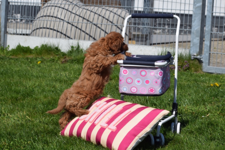 Cockapoo (teef) 24622