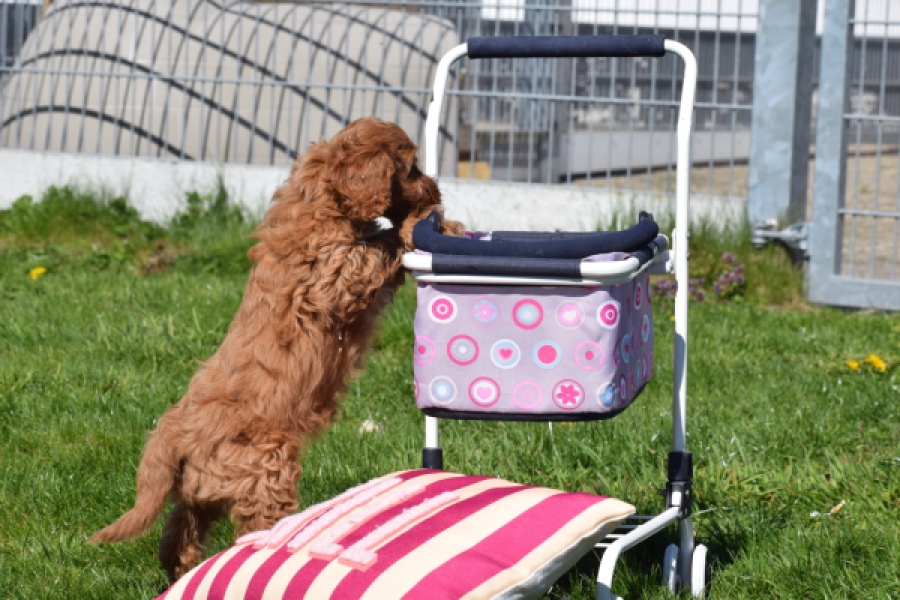 Cockapoo (teef) 24622