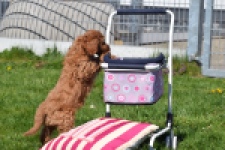 Cockapoo (teef) 24622