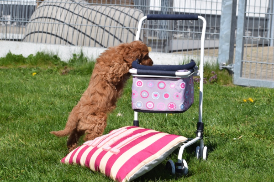 Cockapoo (teef) 24622