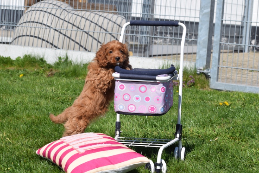 Cockapoo (teef) 24622