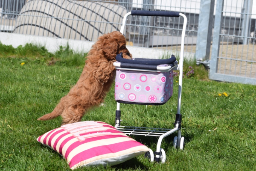 Cockapoo (teef) 24622