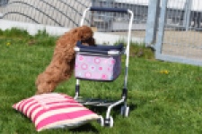 Cockapoo (teef) 24622