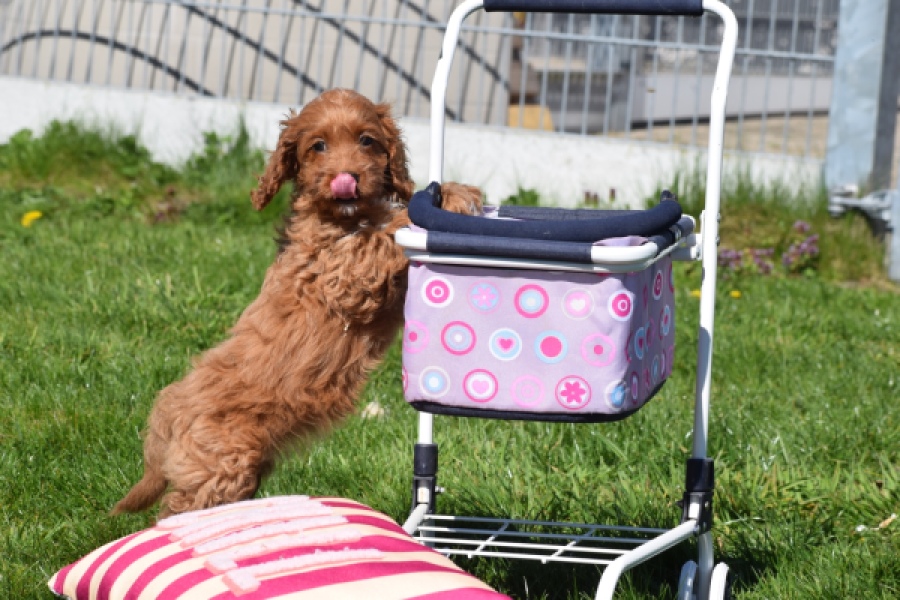 Cockapoo (teef) 24622