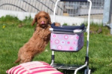 Cockapoo (teef) 24622