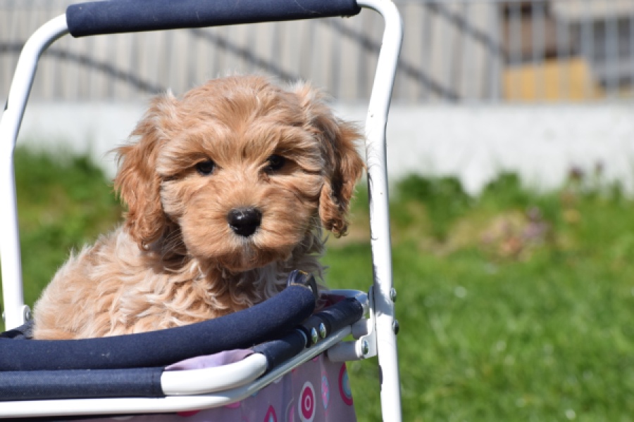 Cockapoo (reu) 24817