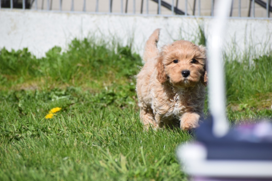 Cockapoo (reu) 24817