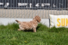 Cockapoo (reu) 24817