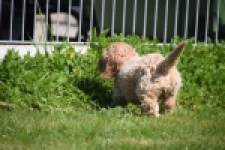 Cockapoo (reu) 24817