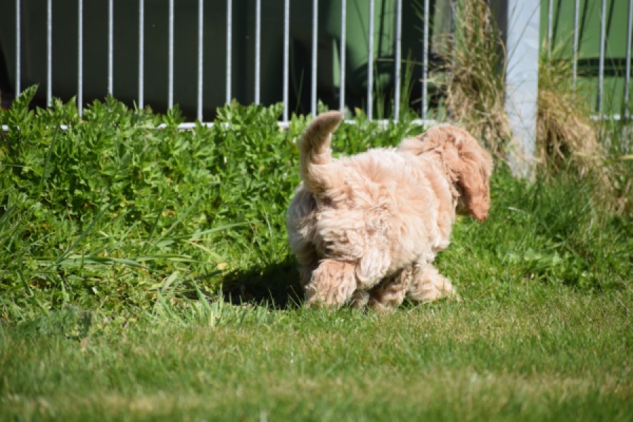 Cockapoo (reu) 24817
