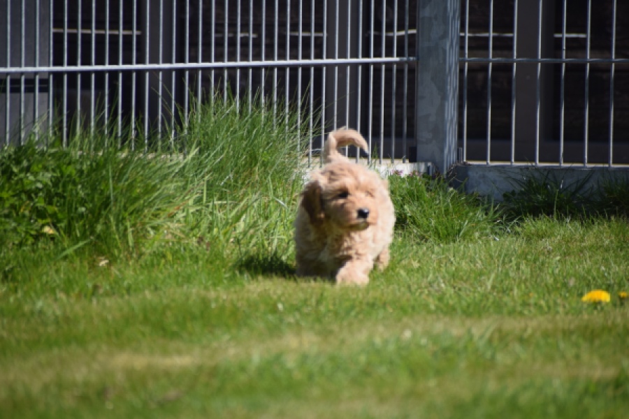 Cockapoo (reu) 24817