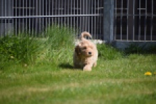 Cockapoo (reu) 24817