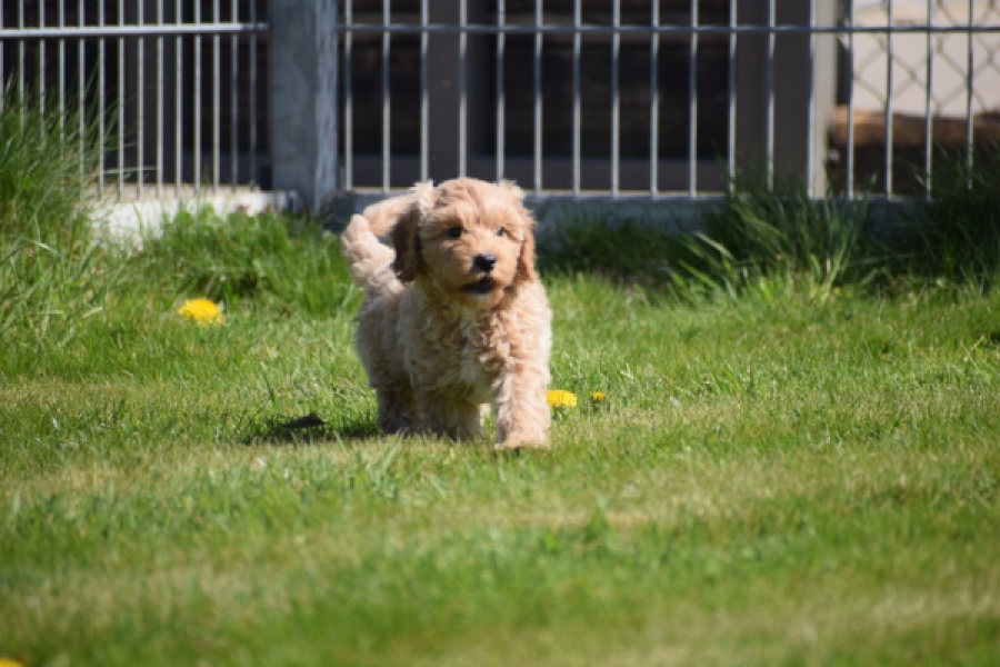 Cockapoo (reu) 24817