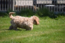 Cockapoo (reu) 24817