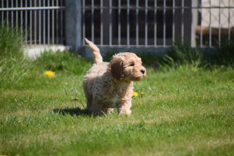 Cockapoo (reu) 24817
