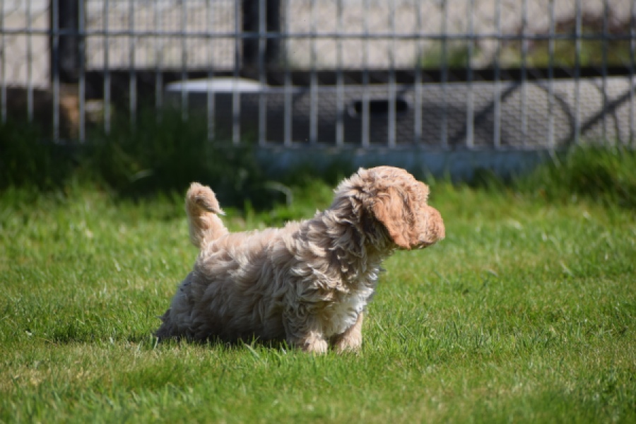 Cockapoo (reu) 24817