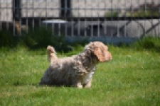 Cockapoo (reu) 24817