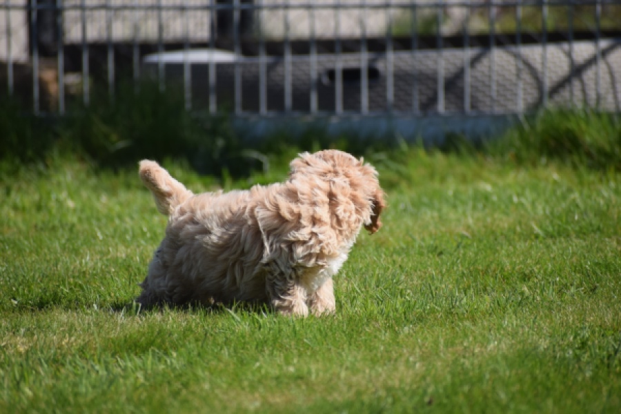 Cockapoo (reu) 24817