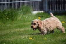 Cockapoo (reu) 24817
