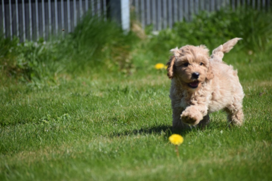 Cockapoo (reu) 24817