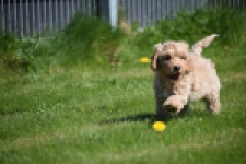 Cockapoo (reu) 24817