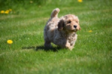 Cockapoo (reu) 24817