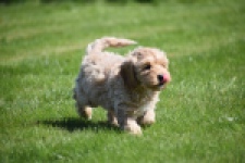 Cockapoo (reu) 24817