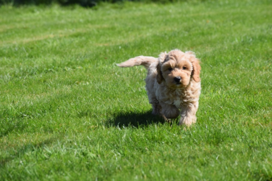 Cockapoo (reu) 24817