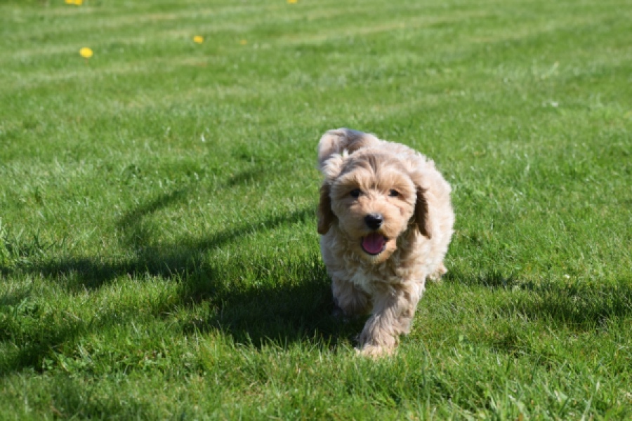 Cockapoo (reu) 24817