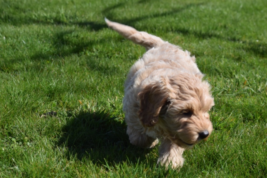 Cockapoo (reu) 24817