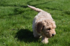 Cockapoo (reu) 24817