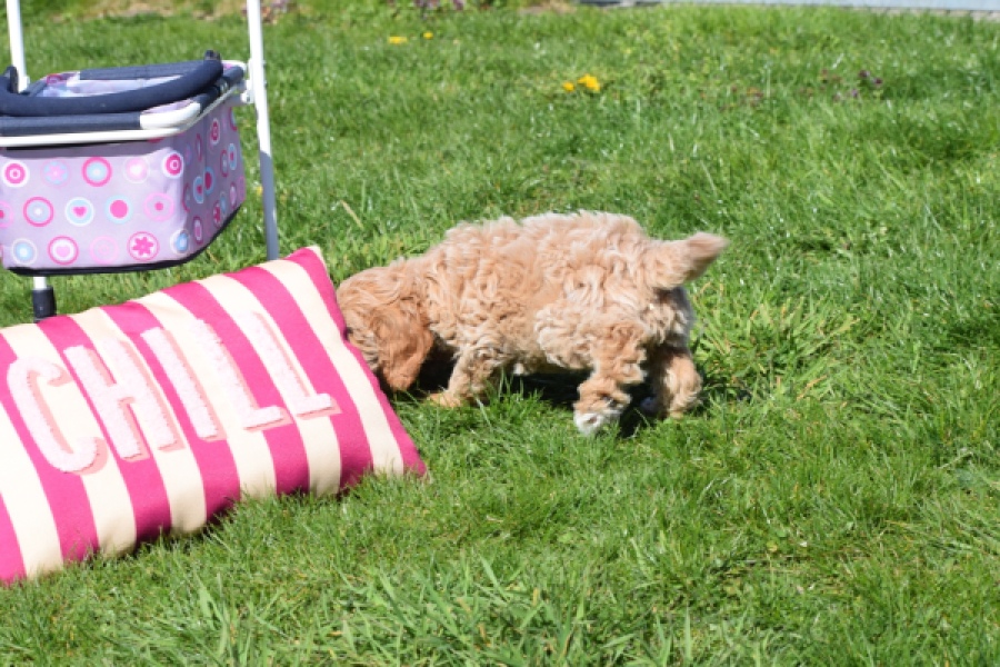 Cockapoo (reu) 24817