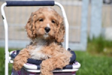 Cockapoo (reu) 24643