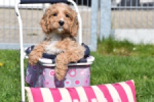 Cockapoo (reu) 24643