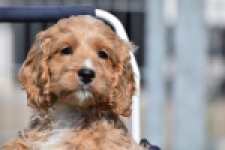 Cockapoo (reu) 24643