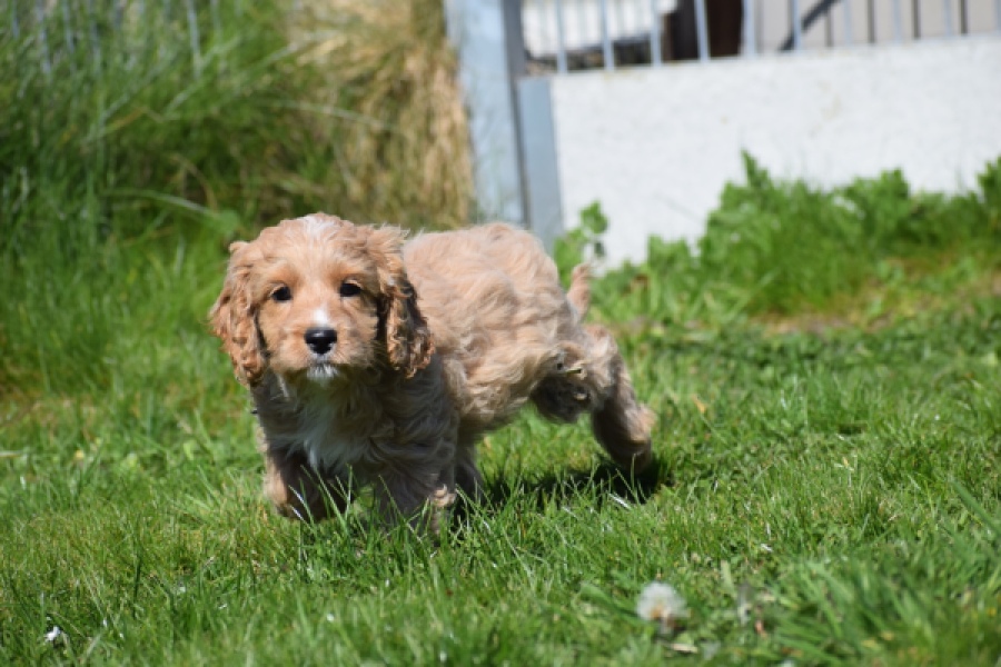 Cockapoo (reu) 24643