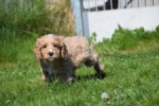Cockapoo (reu) 24643