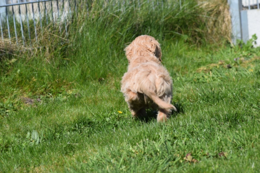 Cockapoo (reu) 24643