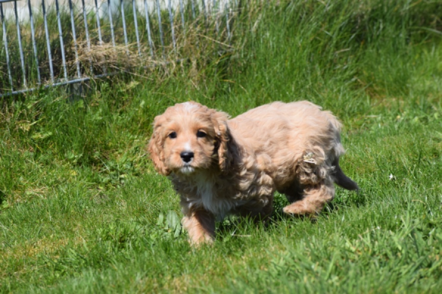 Cockapoo (reu) 24643