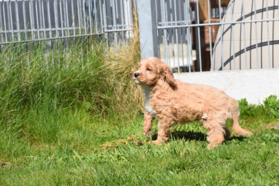 Cockapoo (reu) 24643