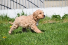 Cockapoo (reu) 24643