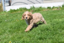 Cockapoo (reu) 24643