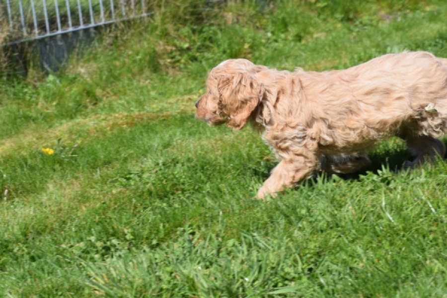 Cockapoo (reu) 24643