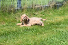 Cockapoo (reu) 24643