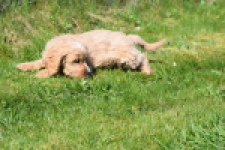 Cockapoo (reu) 24643